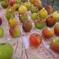 Apple_display_2006