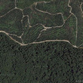 Palmoil-thumb