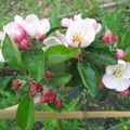 Blossom-thumb