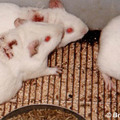 Cosmetic-guineapig-testing-thumb