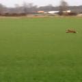 Foxpic-thumb