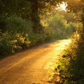 Sunbank_lane-thumb